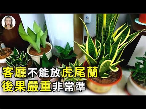 風水禁忌擺放虎尾蘭風水